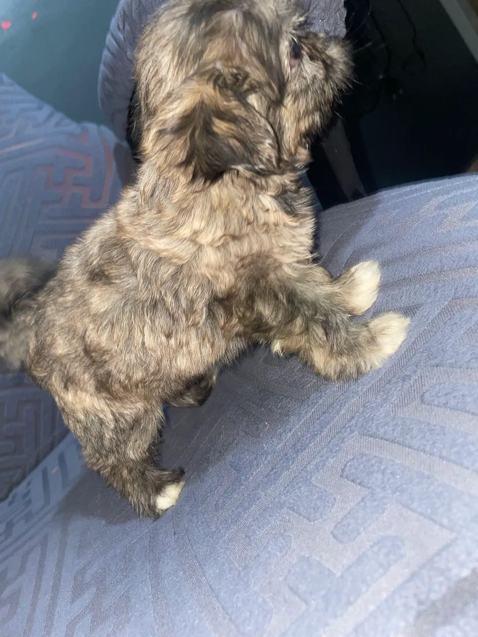 Filhote de cachorro shitzu macho  - Foto 3