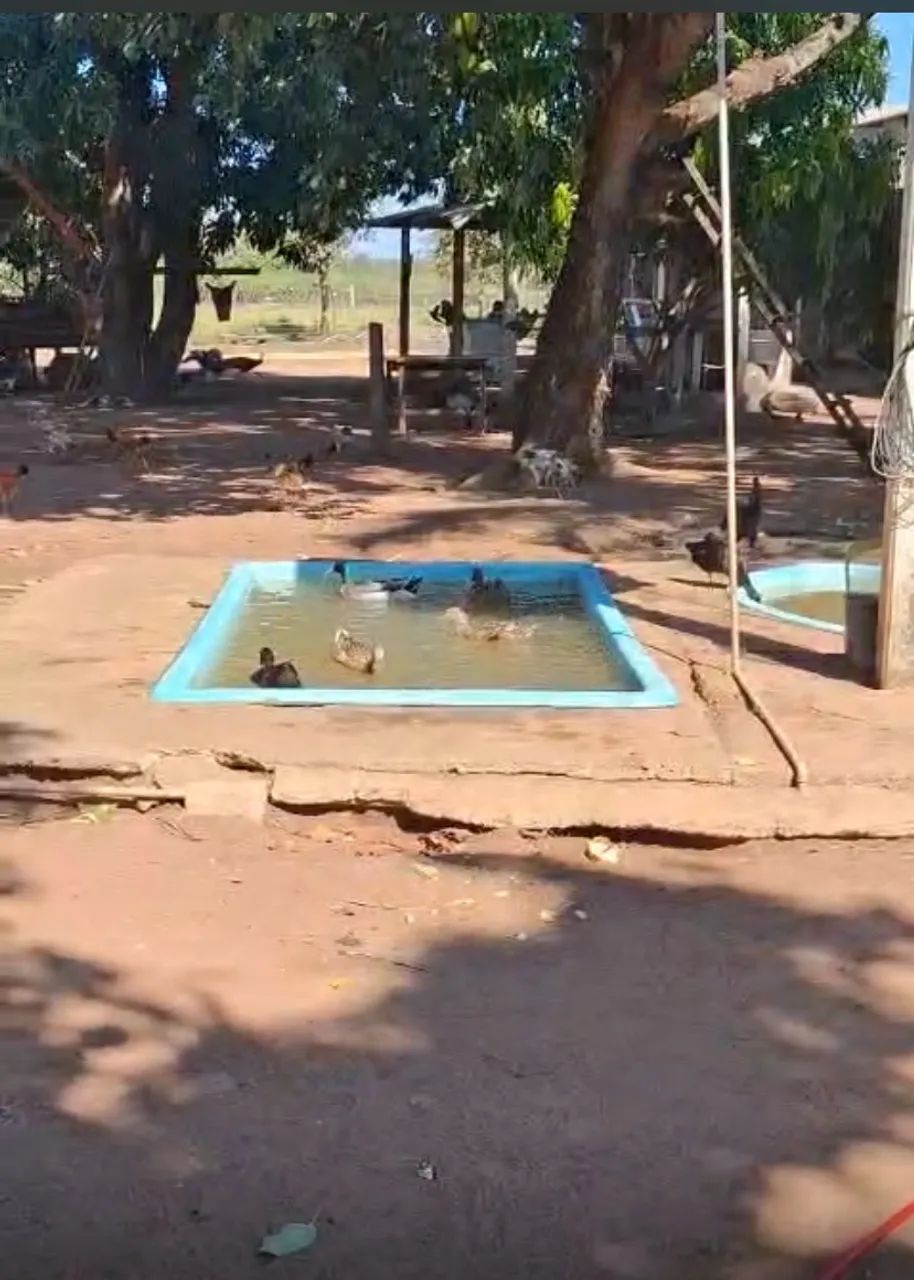 Sítio na região rural de Diamantino-MT - Foto 2