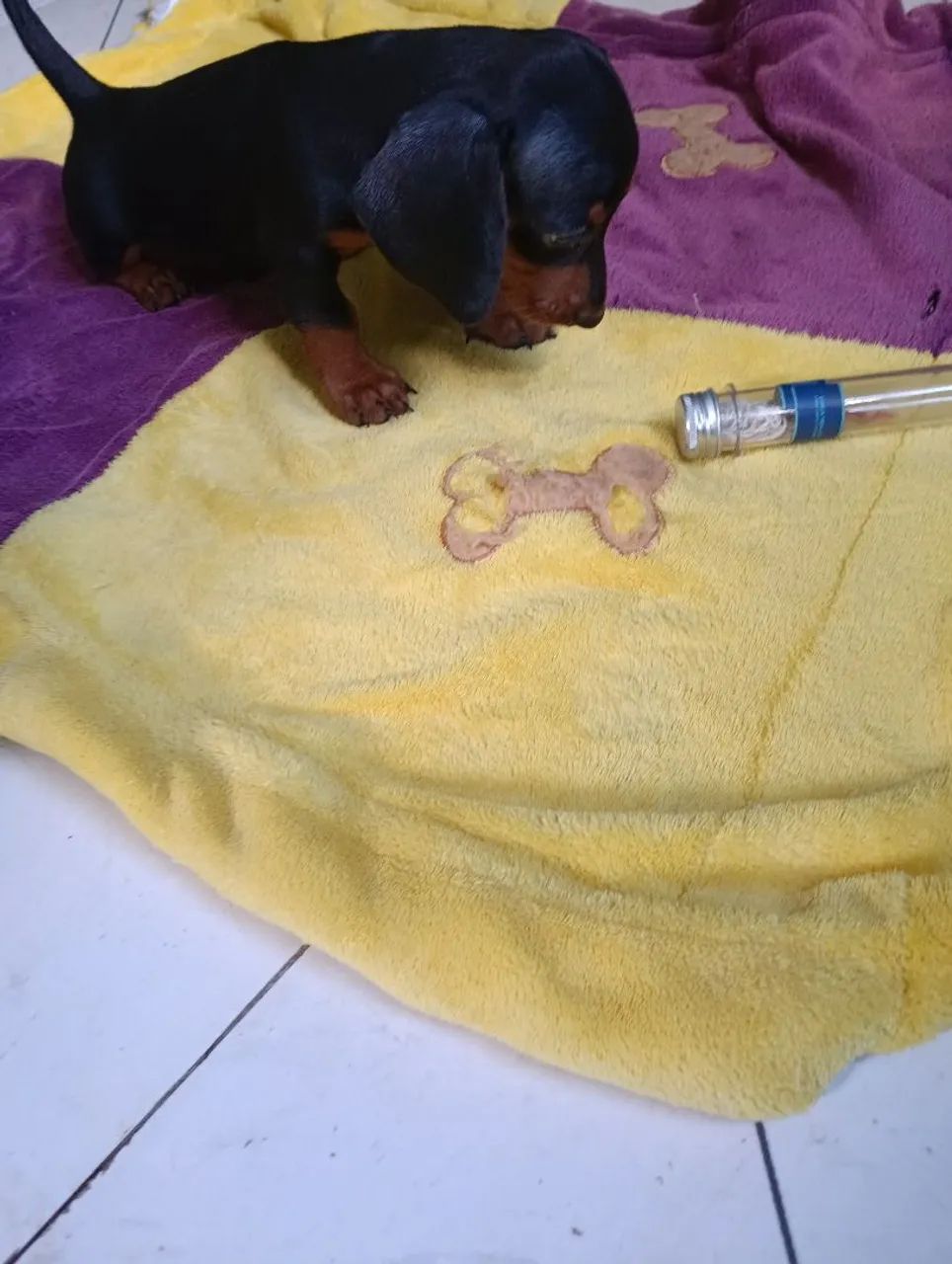 Filhote de dashund macho original de pai e mãe  - Foto 4