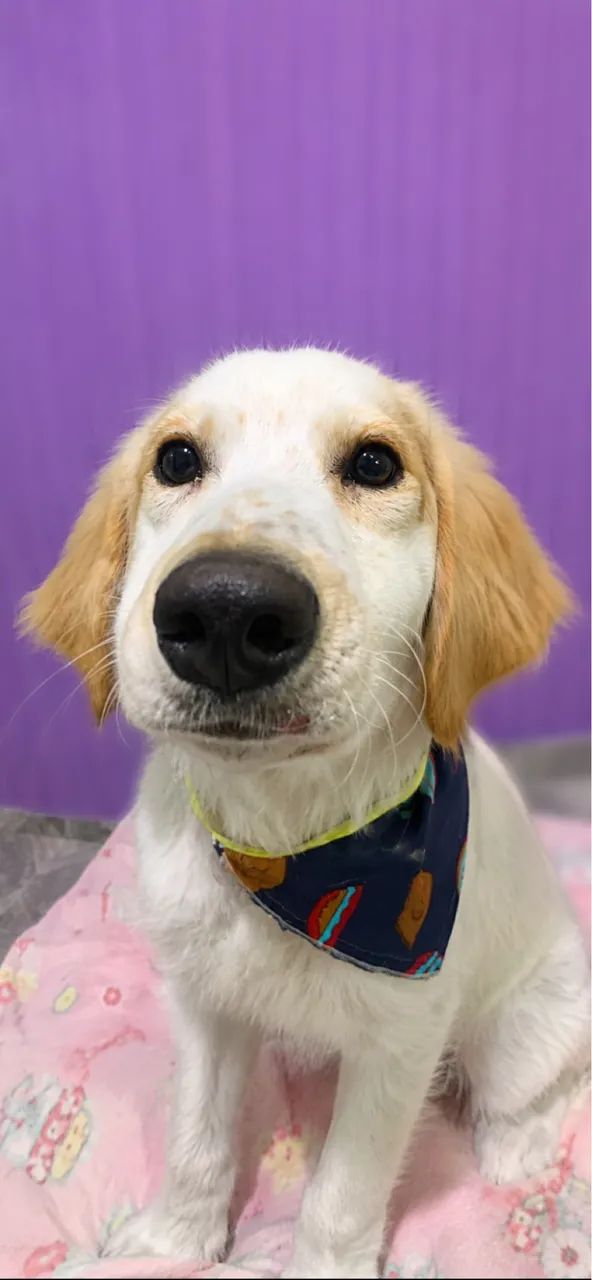 Cachorro para doação 