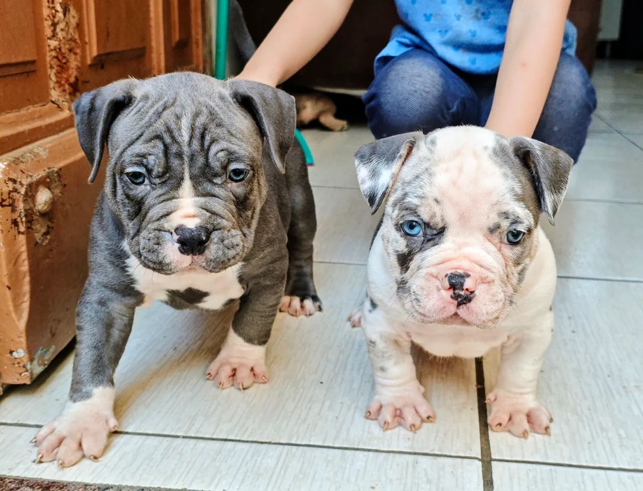 American bully