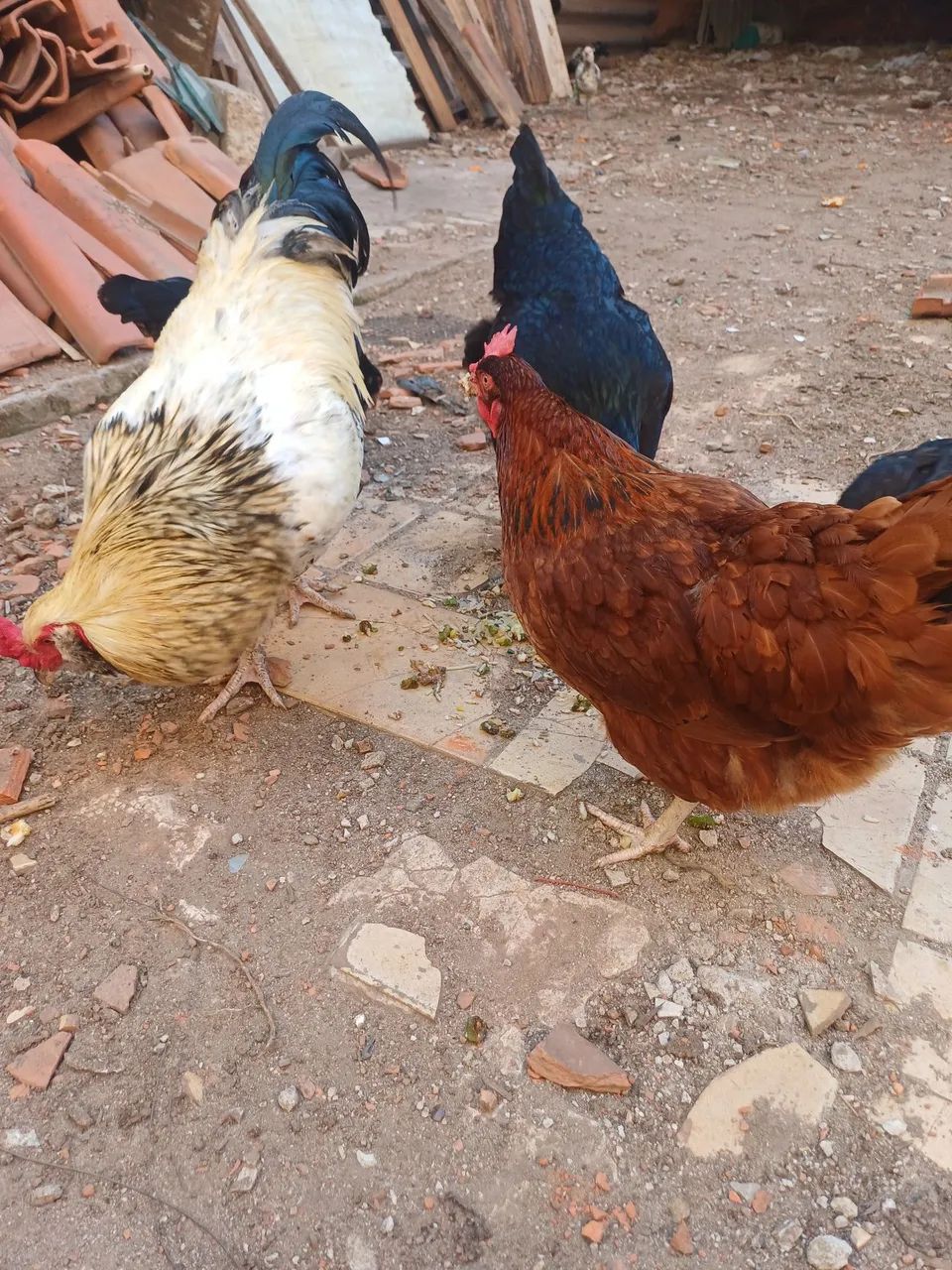 Galo e galinhas  - Foto 2