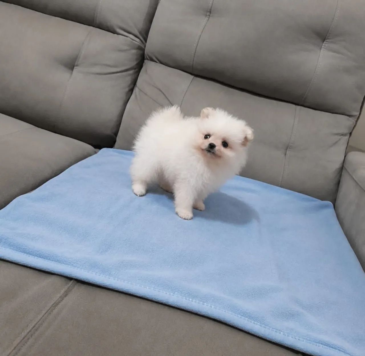 Spitz anão  - Foto 2