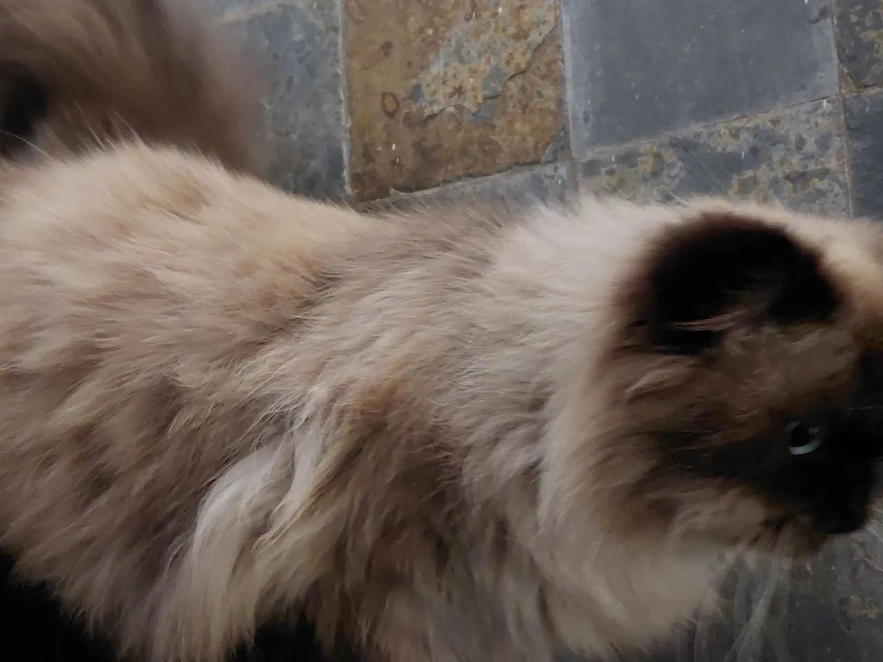Animais  - Foto 5