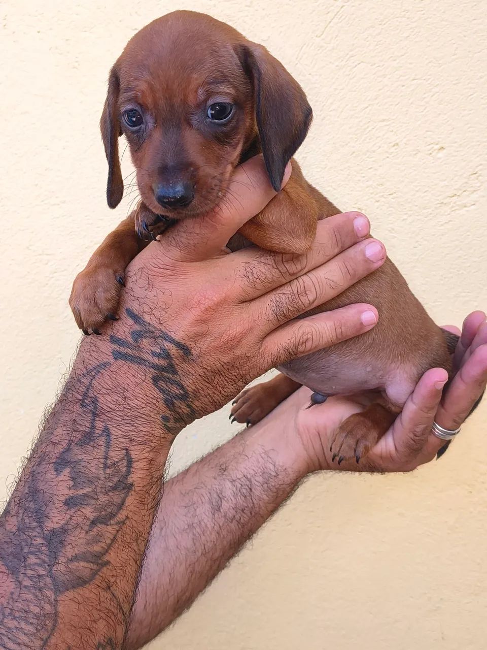 Dachshund  - Foto 6
