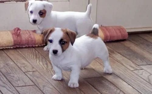 Jack russel pequeno, astuto e amável