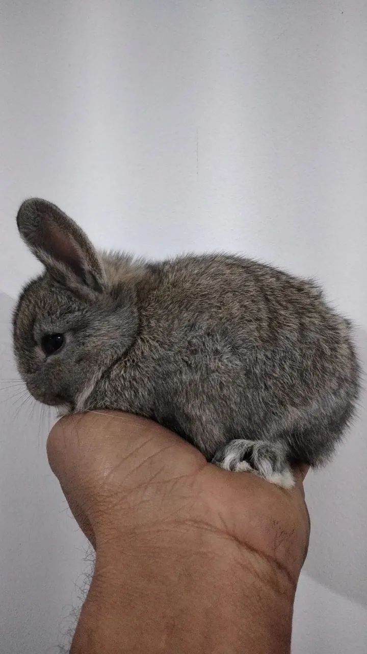 Filhotes de mini coelhos  - Foto 4