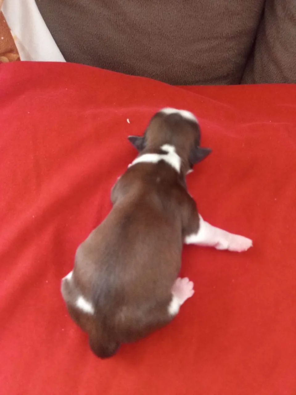 Shitzu filhotes para reservar, Nascidos 20/01/2026 - Foto 2