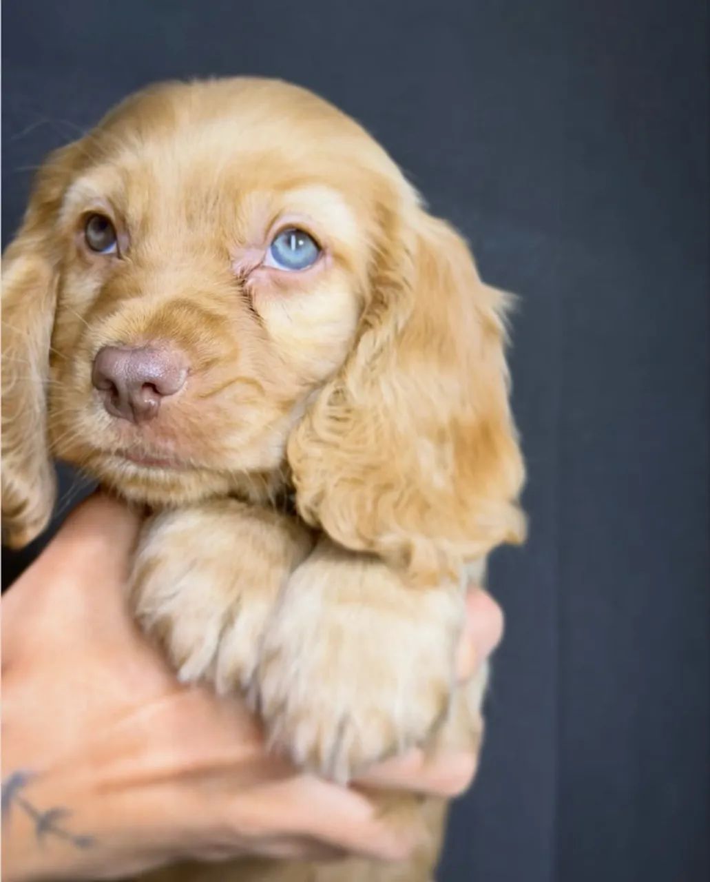 cocker  - Foto 3