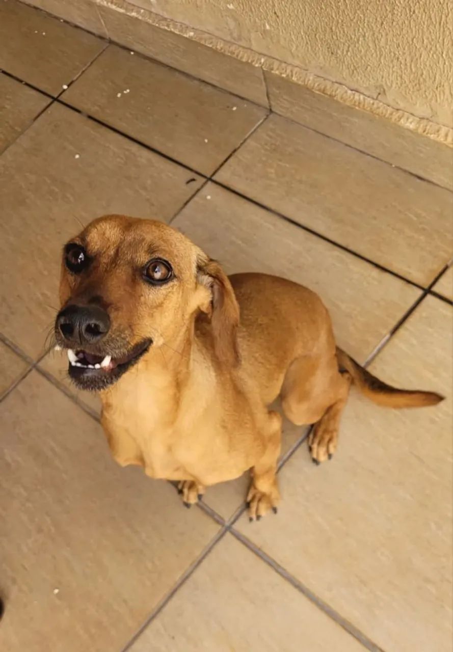 Cachorro porte medio