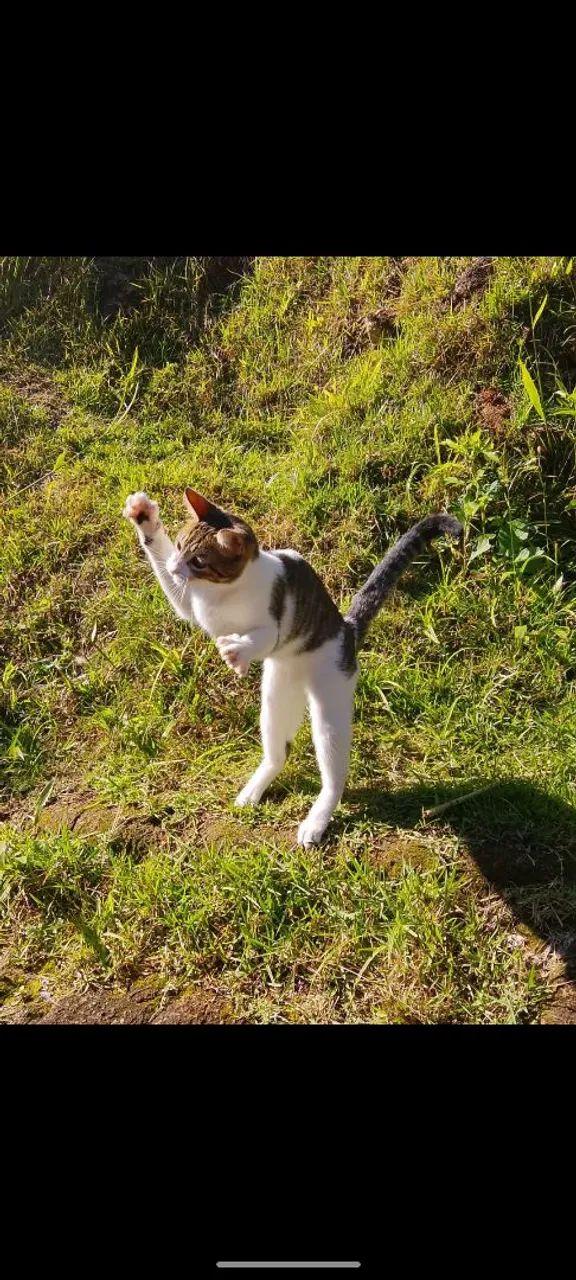 Doa se uma gatinha  - Foto 4