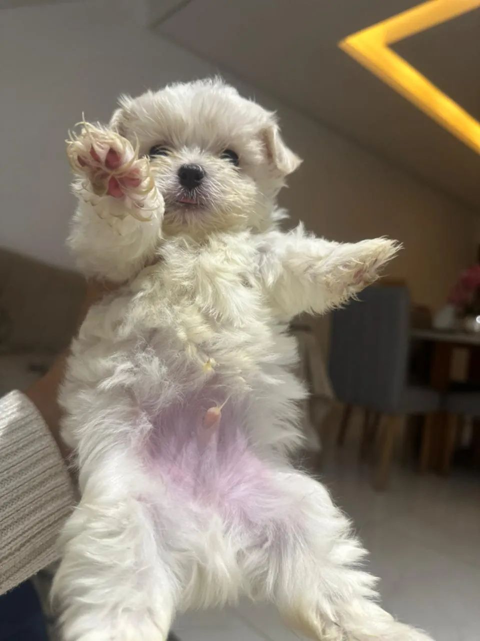 Maltês Micro - Branco Neve e Muito Fofo - Foto 2
