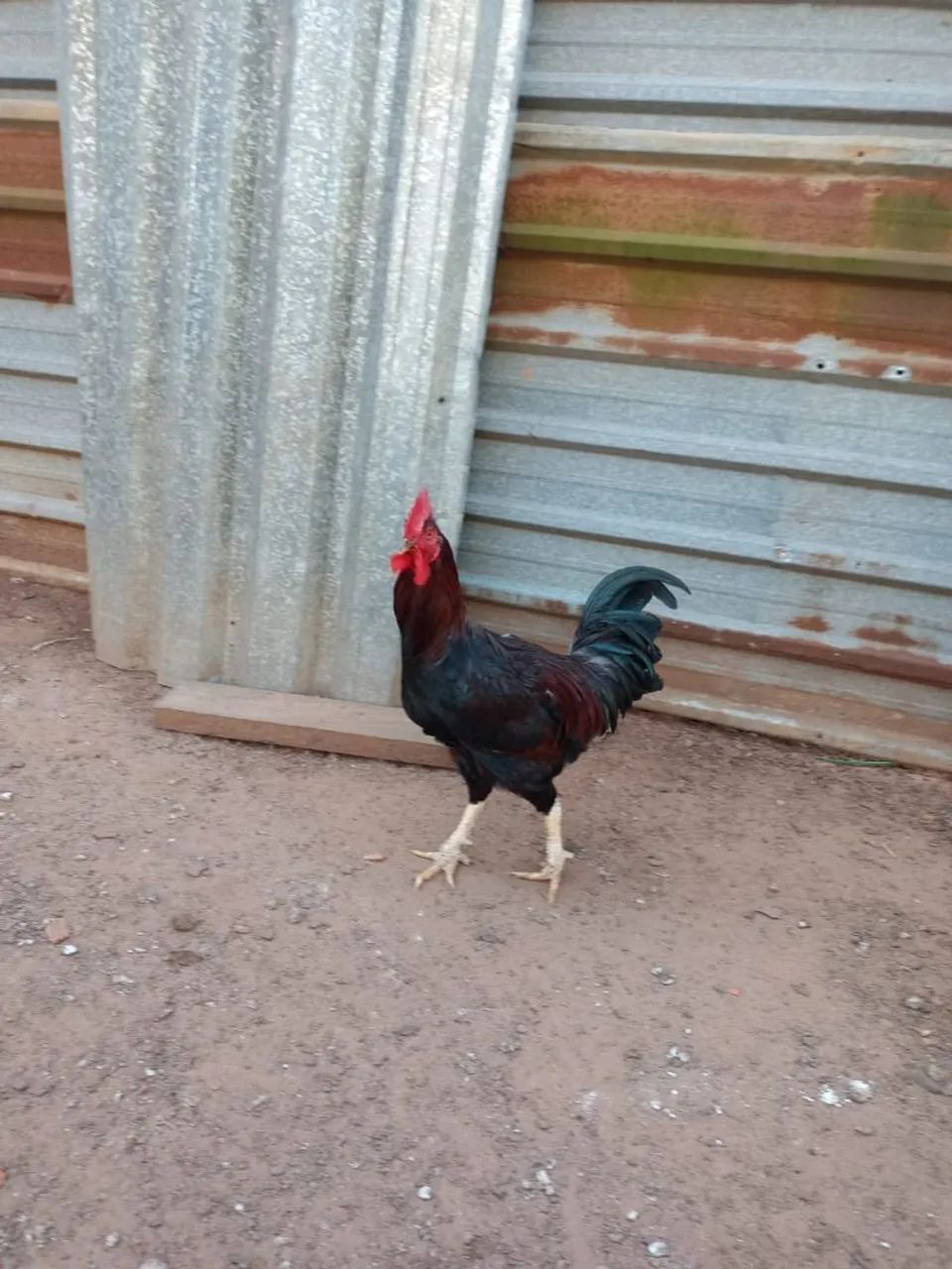 Galinha e frango Caipira  - Foto 5