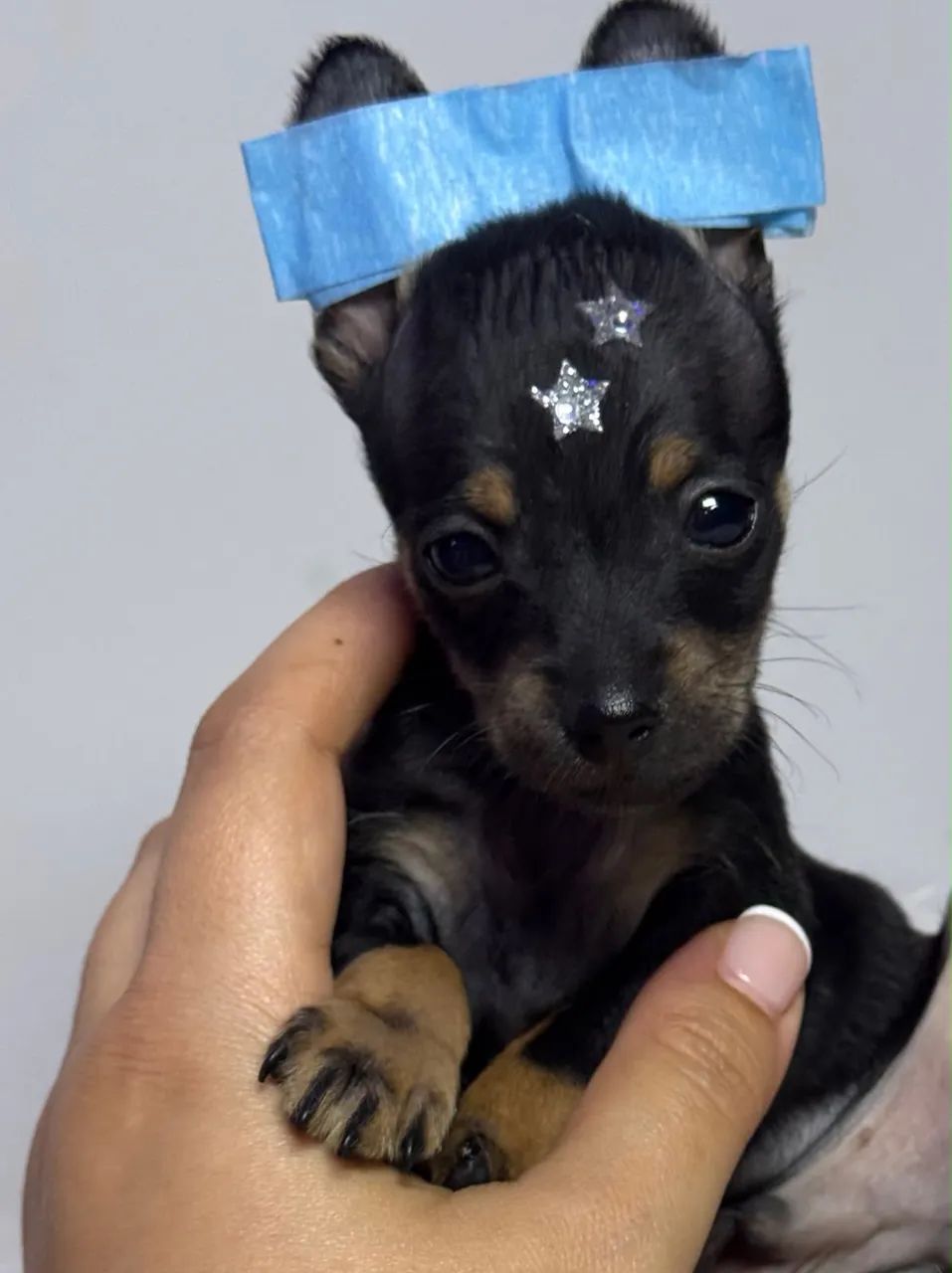 Pinscher macho um espetáculo 