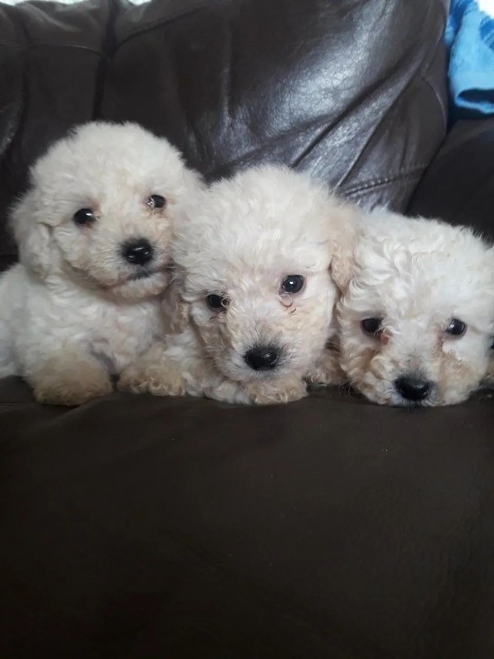 poodles macho e femea