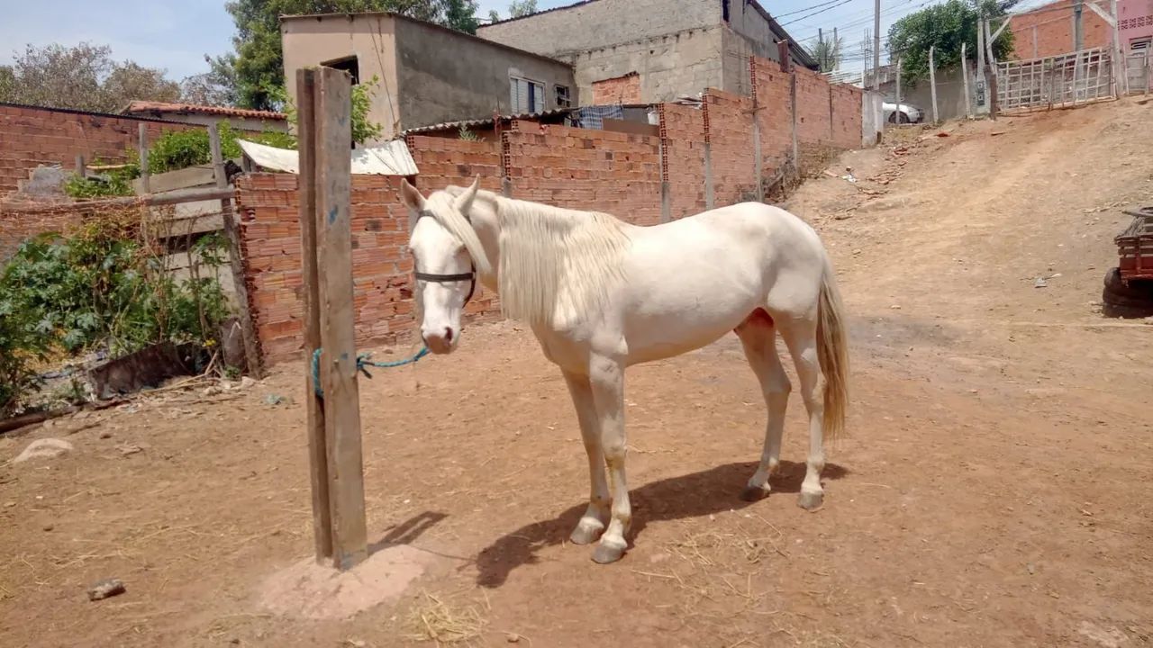 Cavalo  - Foto 3