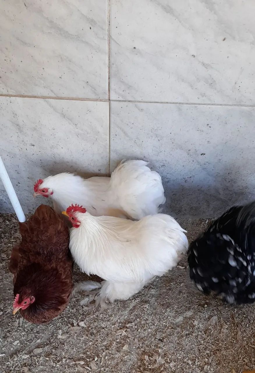 Galo mini cochim. 