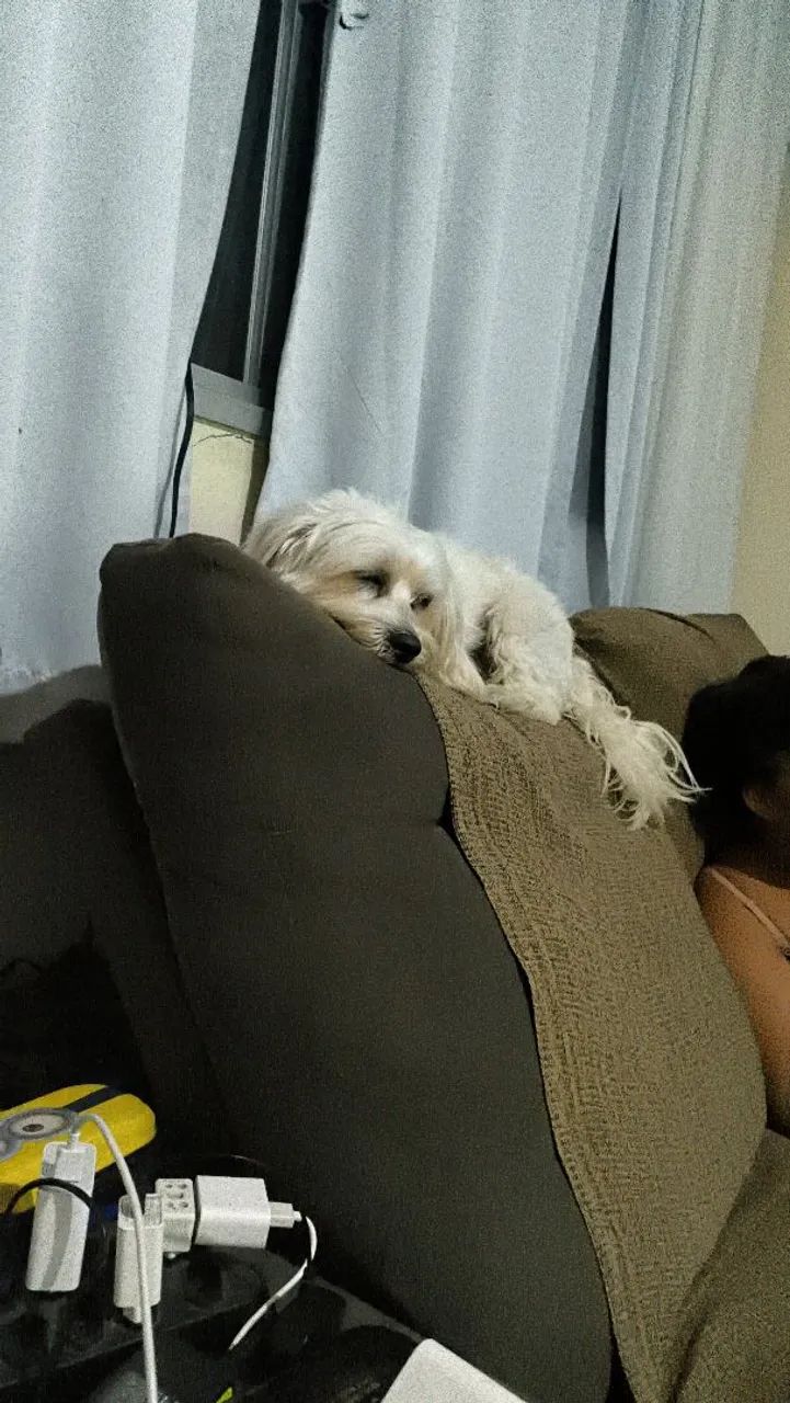 Maltês macho procura namorada