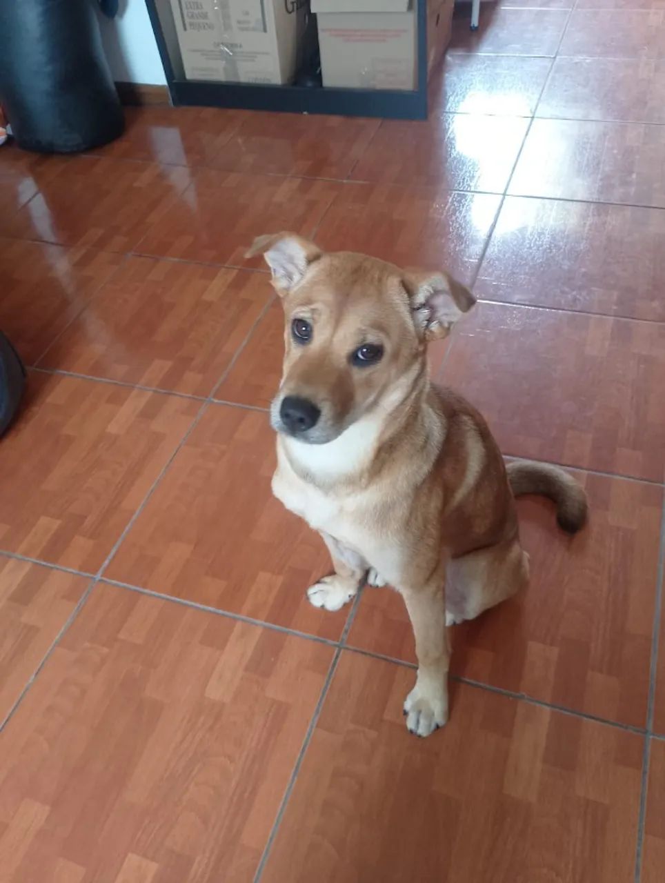 ADOÇÃO - Foto 5