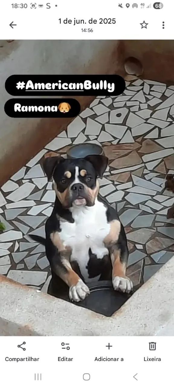 American bully puro  - Foto 3