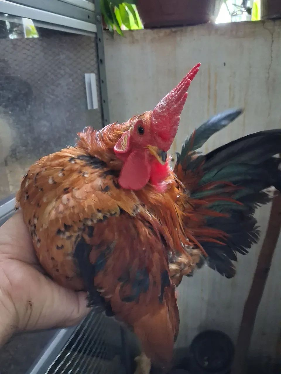 Serama