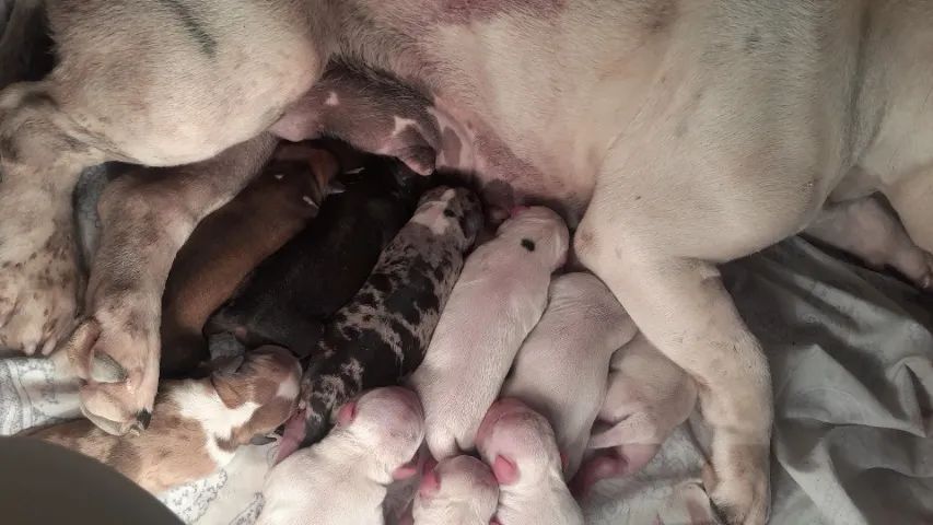 Filhotes american bully - Foto 4