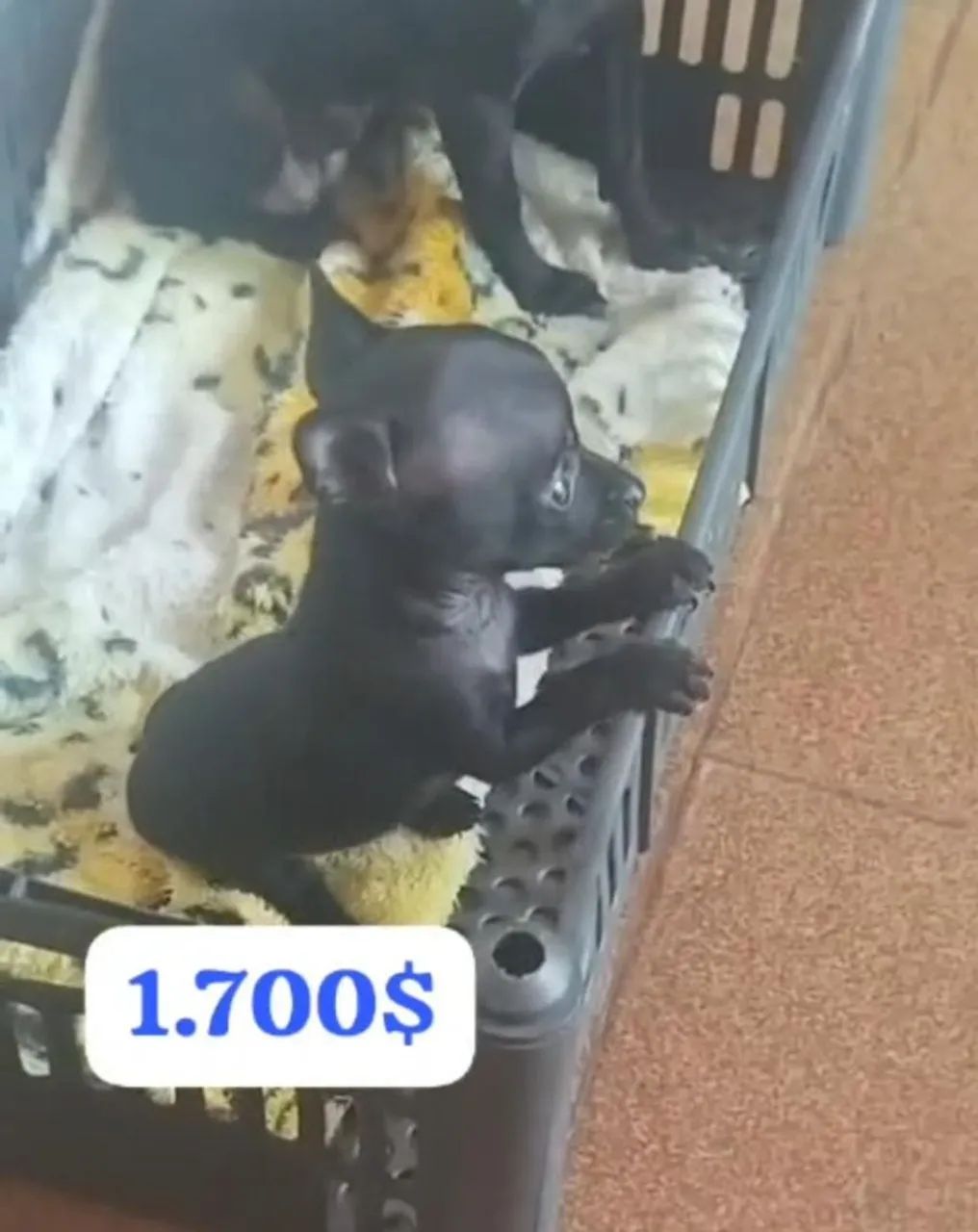 Lindo filhote pinscher macho zero zero - Foto 2