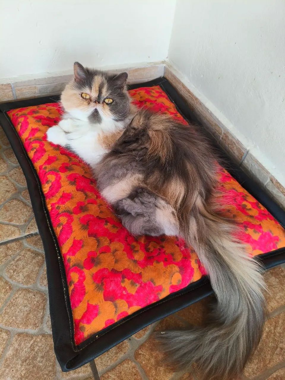 GATA PERSA TOPSHOW - Fêmea Tricolor 