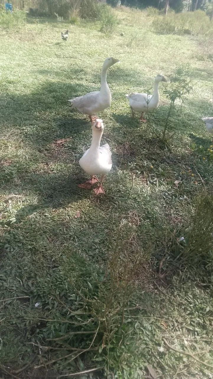 Gansos  - Foto 5