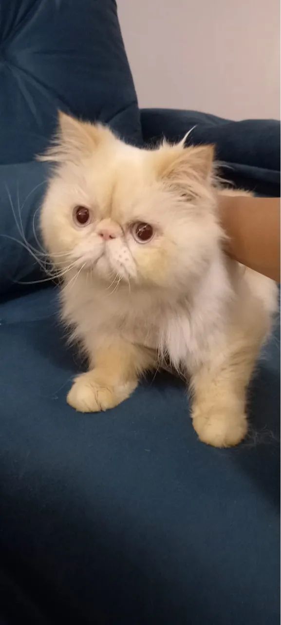 Gato Persa Himalaio  - Foto 5