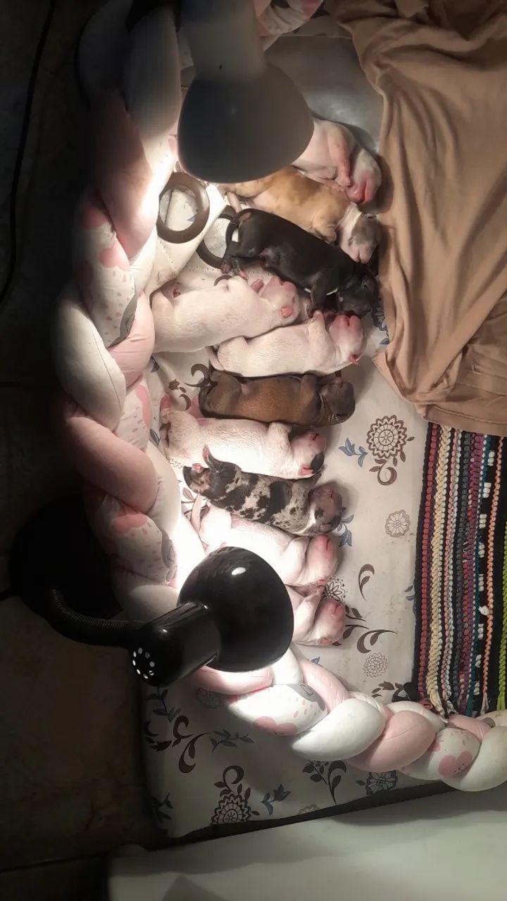 Filhotes american bully - Foto 3