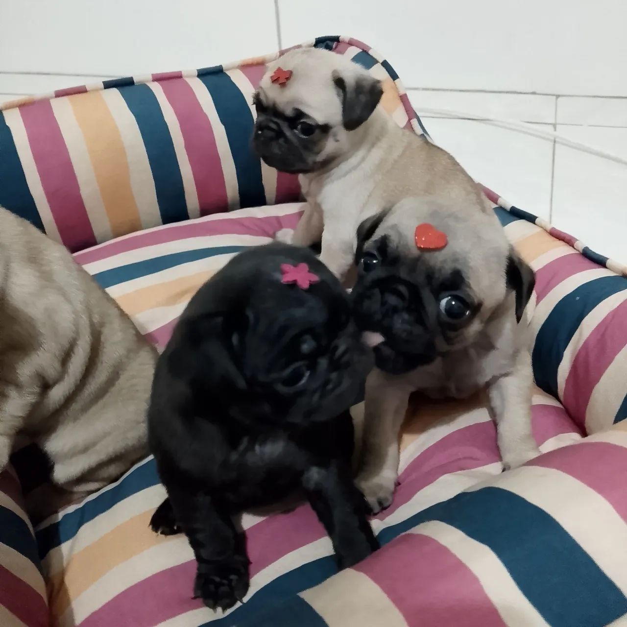  Pug fêmeas 