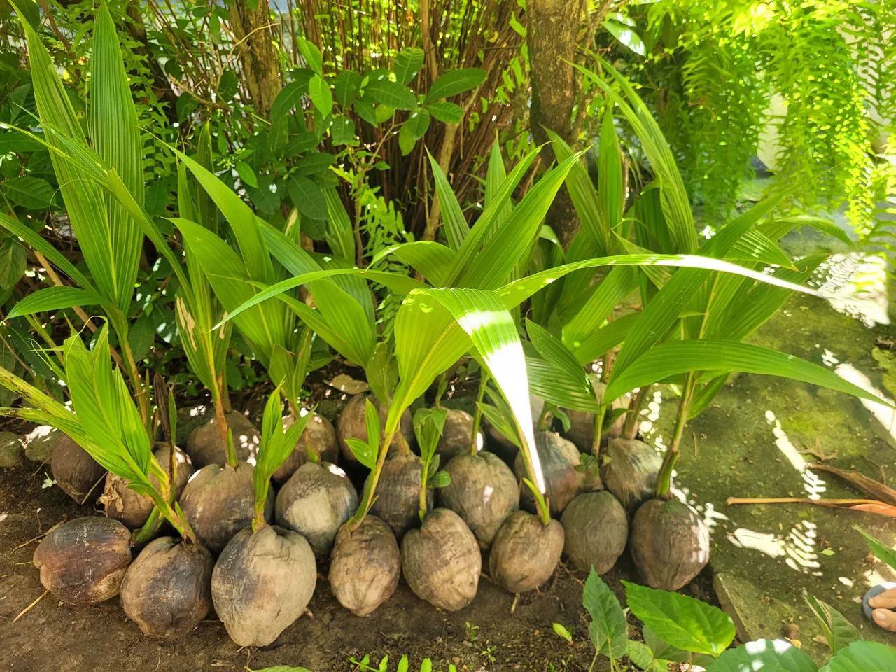 Mudas de coqueiros anã - Foto 3