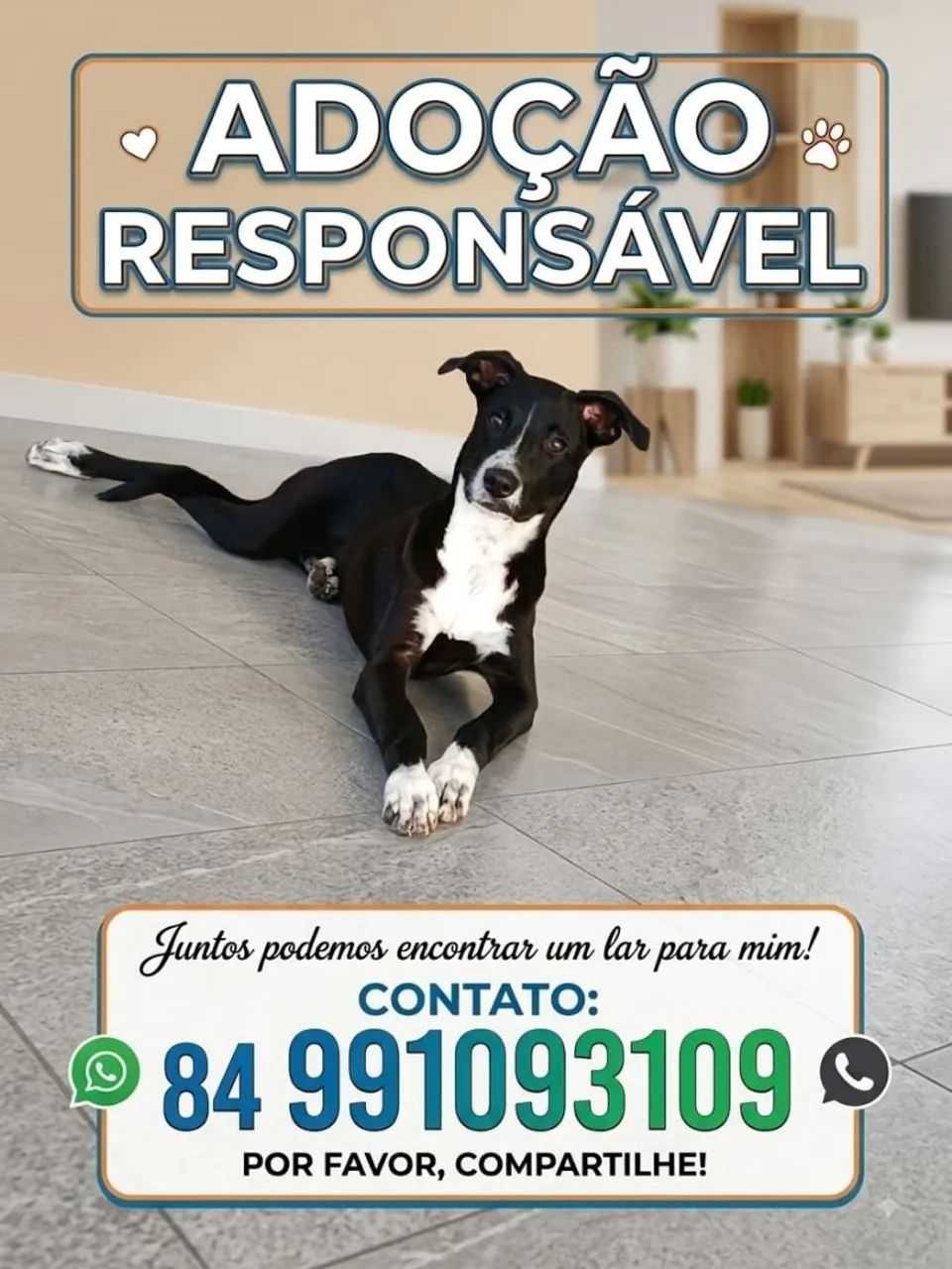 Cachorrinho para adoção! 
