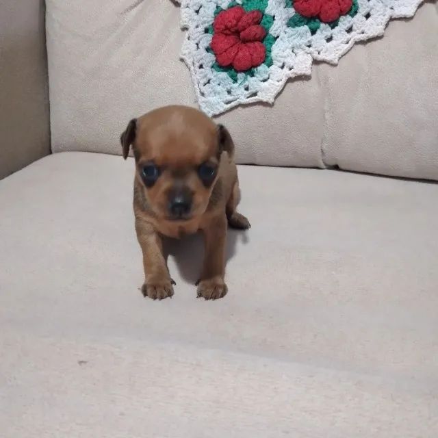 Pincher fêmea  - Foto 5