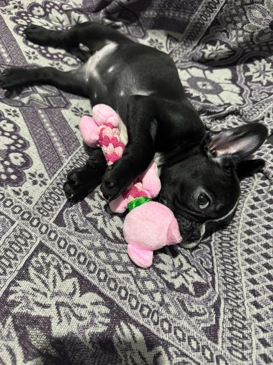 Bulldog Francês 