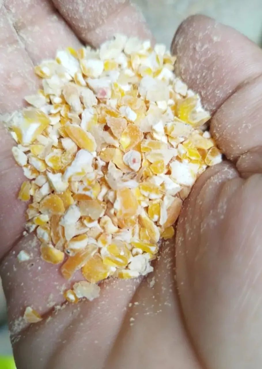 Milho Padrão 1 e  Demais Produtos Agricolas direto da Fazenda com Disponibilidade entrega - Foto 6