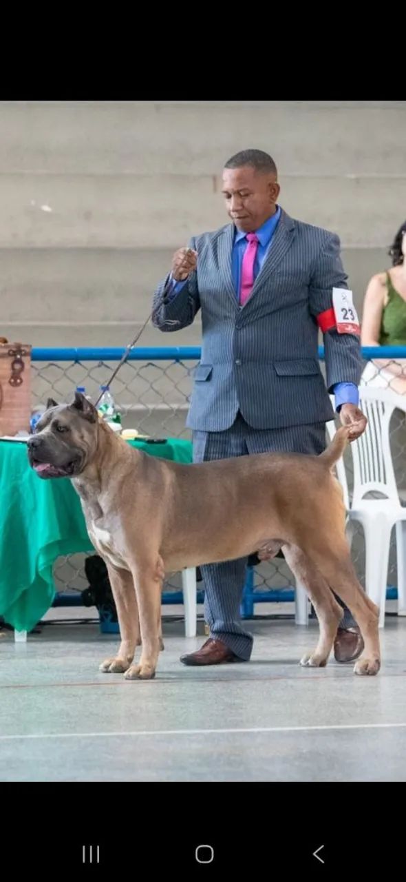 Filhotes de Cane Corso com Pedigree  - Foto 4