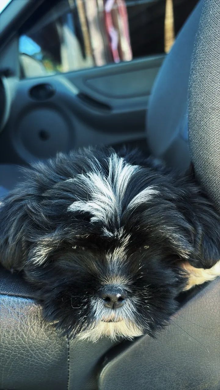 Vende-se Shihtzu - Foto 3