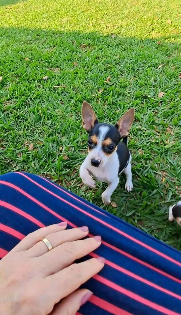 Pinscher - Foto 2