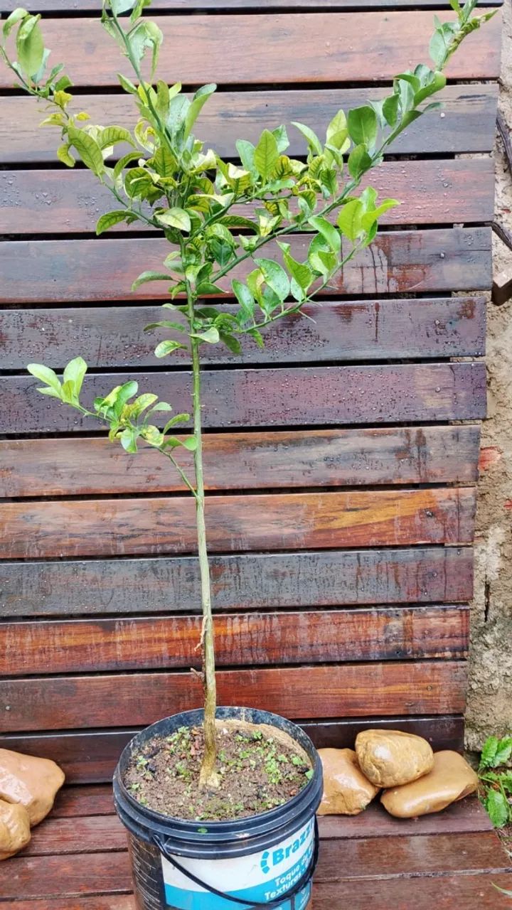 Muda de Mexerica - Foto 3