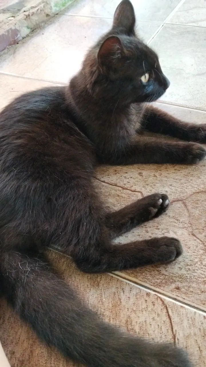 Gatinha dócil para adoção responsável  - Foto 4
