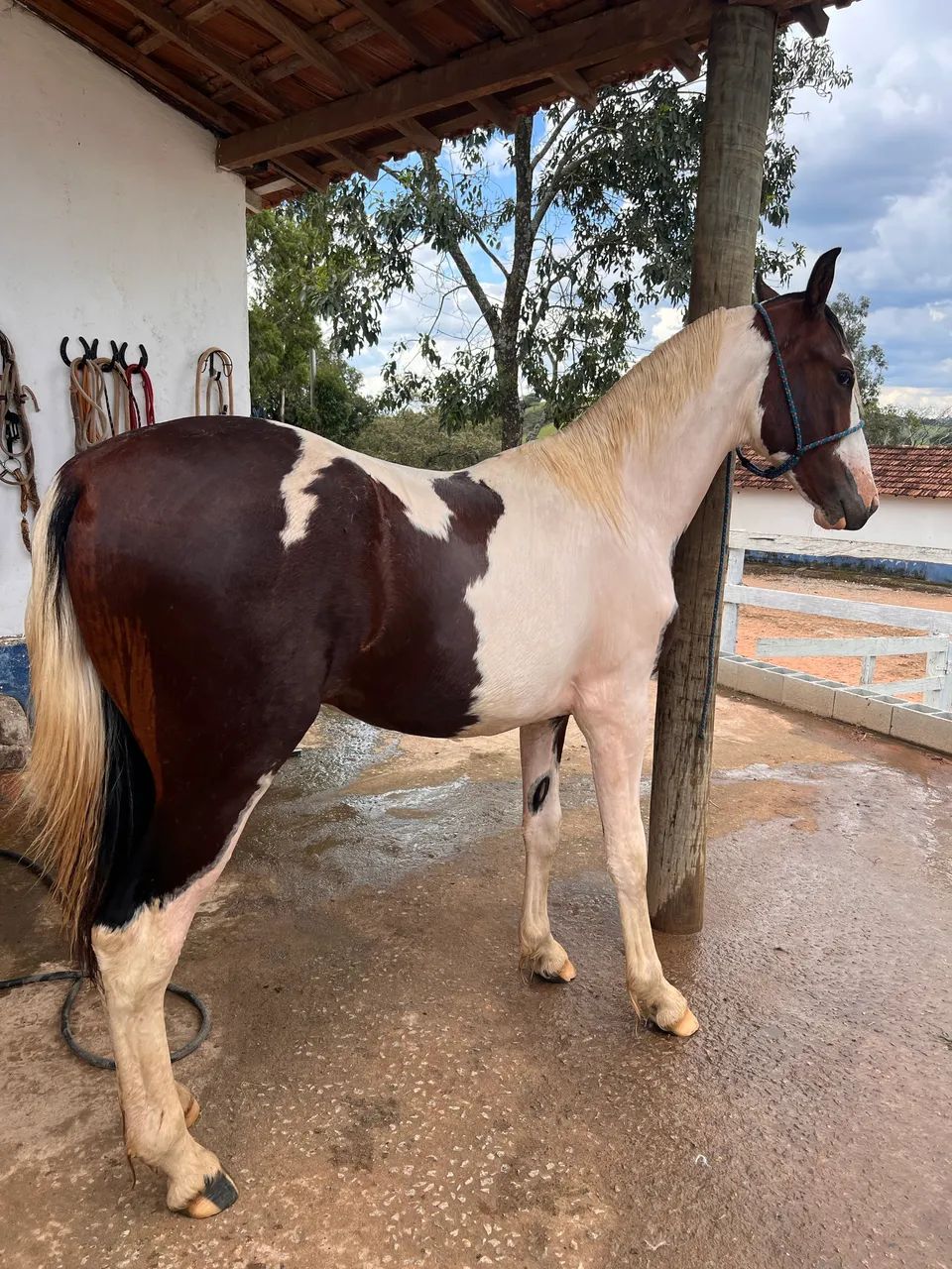 Potro Pampa Registrado - Foto 2