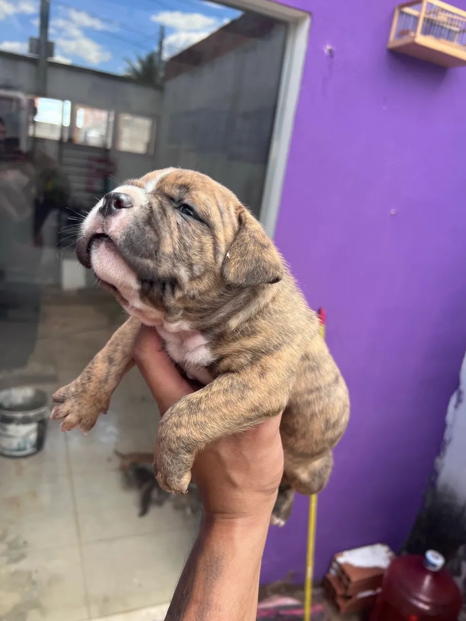 American bully  - Foto 5
