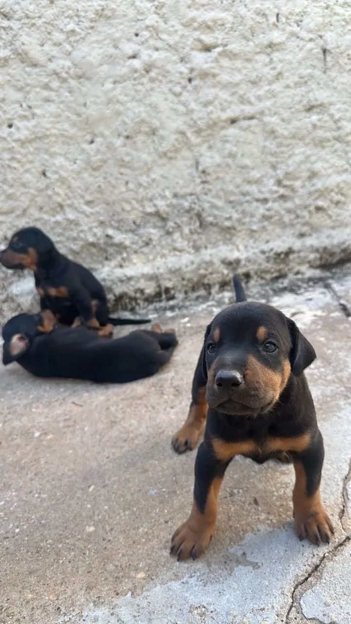 Filhote de Dobermam  - Foto 2