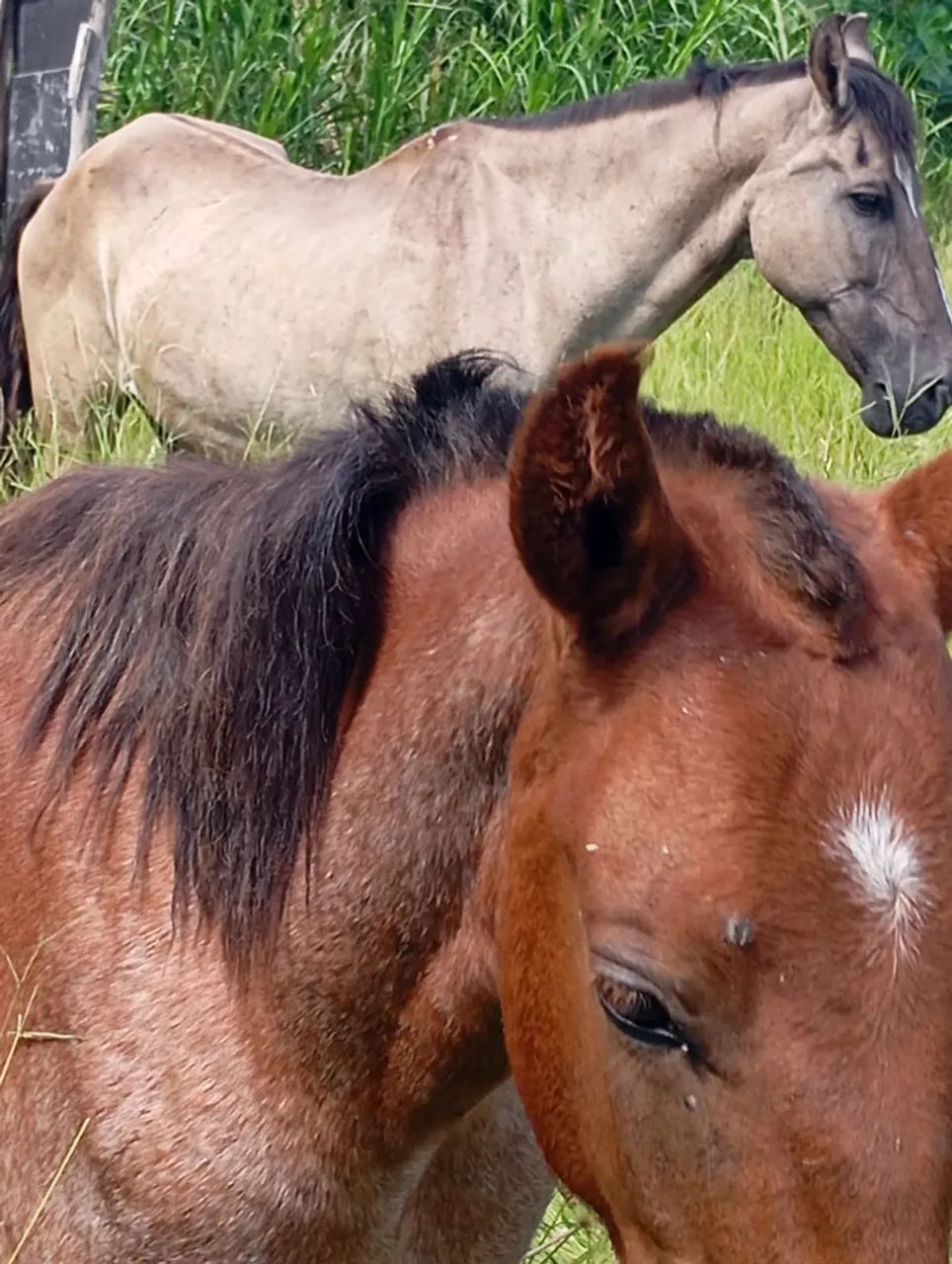 Cavalos
