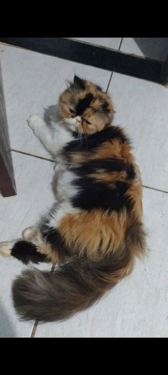 Gata pra namorar 