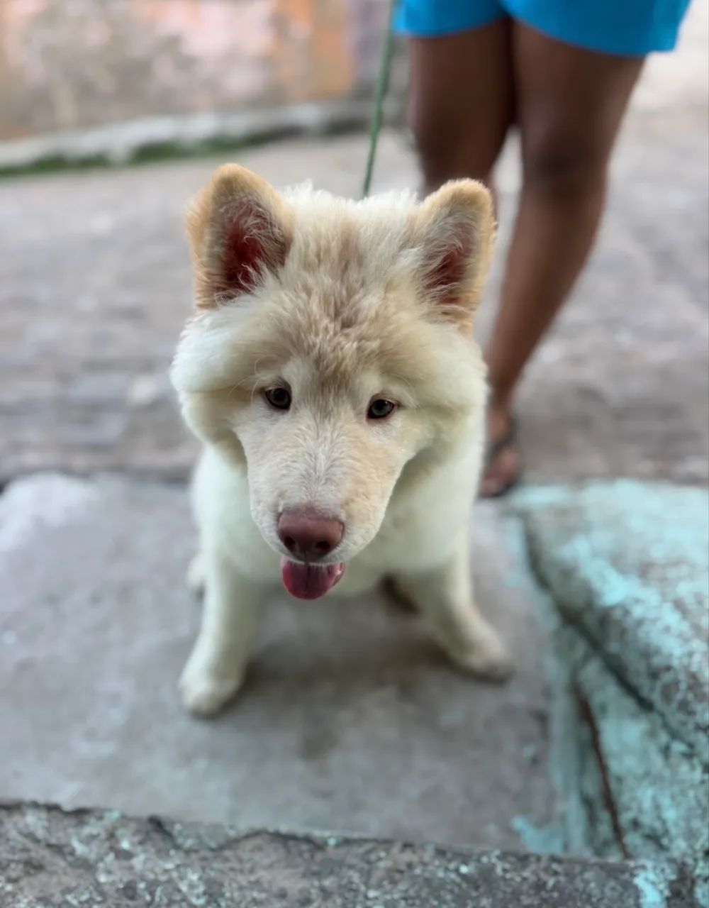 filhote chow chow