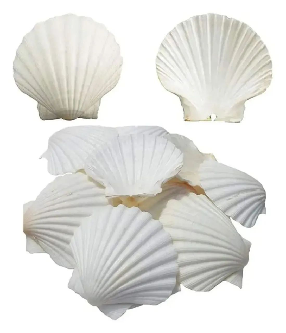Conchas shell de vieira naturais lote com 40 unidades 
