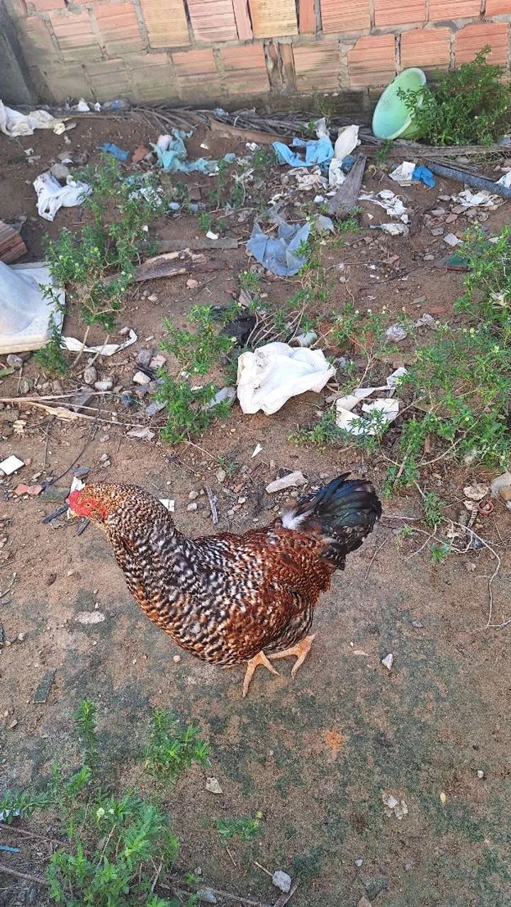 Galo